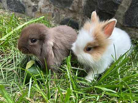 Zwei Kaninchen sitzen im grünen Gras; das linke ist braun mit langen Schlappohren und knabbert an einem Stück Gurke, das rechte ist weiß mit braunen Flecken und hat ein flauschiges Fell.